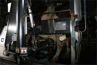 Vacas ordenhadas por robot