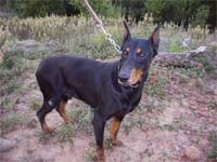 Trela obrigatória nos cães