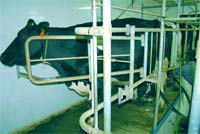 Produtores ameaçam despejar leite