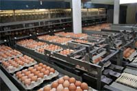 Ovo Mirandês domina mercado transmontano