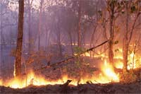 Desertificação agrava consequências dos incêndios