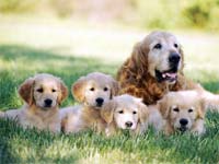 Cães em estado grave