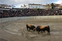 Touros disputam 40 mil euros