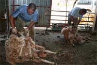 Tosquiadores sem fronteiras