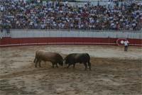 Vencedores do campeonato de chegas de touros são animais oriundos do concelho de Vinhais