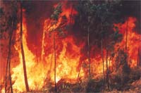 GNR identifica Bombeiros