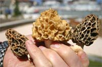 Cogumelos à mesa em Mogadouro