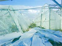 Mau tempo afecta agricultura