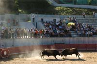 Touros em combate