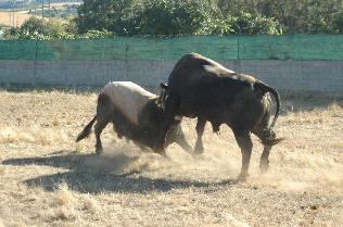Touros em grande