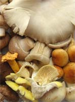 III Jornadas Gastronómicas Micológicas