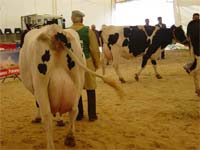 Sector leiteiro em maus lençóis