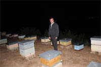 Ladrões de abelhas ameaçados pelos apicultores