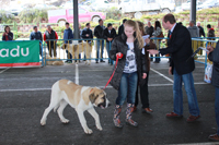 Cão de gado transmontano já é negócio para produtores