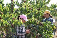 Tempo frio estraga cereja