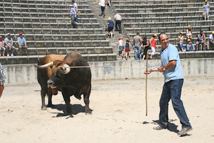 Só os jovens podem dar novo impulso à raça mirandesa
