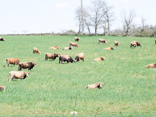 Com a seca escasseia a comida para os animais