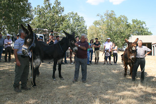 Burros voltam a ser utilizados na agricultura