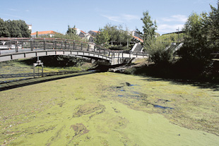 Poluição orgânica no Rio Fervença