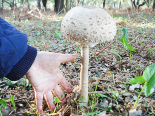 iPhone identifica cogumelos silvestres