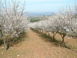 Mais apoios para a amêndoa