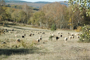 Agricultores podem recrutar estagiários a baixo custo