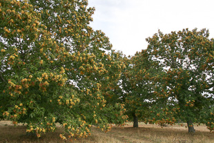 300 mil castanheiros doentes em Trás-os-Montes