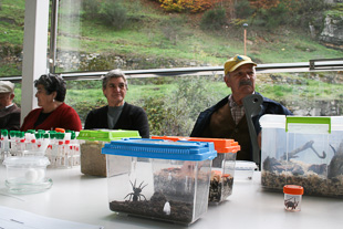 A utilidade das aranhas