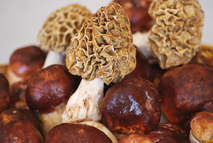 Empresário investe meio milhão de euros na produção de cogumelos