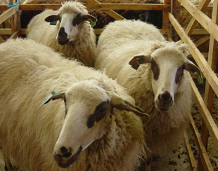 A última vedeta da qualidade dos produtos transmontanos