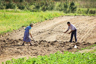 Pequena agricultura vai pagar IVA