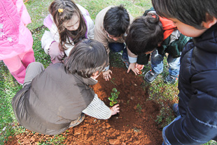 Milhafre devolvido à natureza no Dia da Árvore
