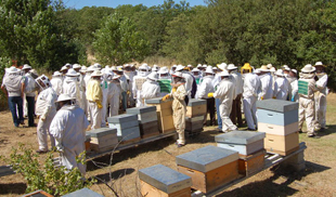 Macedo de Cavaleiros é Capital Nacional da Apicultura