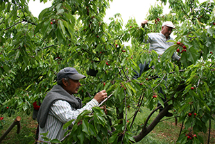 Produção de cereja cai para metade.