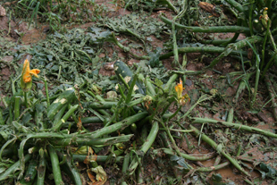 Tromba de água arrasou hortas
