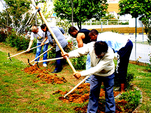 Hortas Biológicas no centro da cidade
