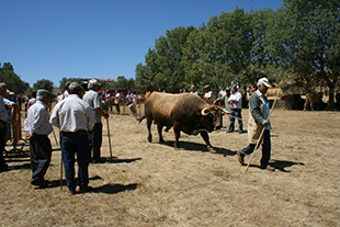 Raça Mirandesa desfila em Gralhós