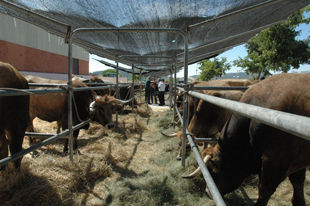 Criadores reivindicam matadouro no Planalto