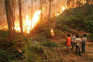 Incêndio destruiu área de caça no sul do distrito