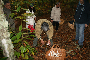 Distinguir cogumelos comestíveis e tóxicos