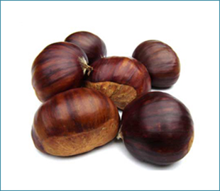 Investigação para combater o cancro do castanheiro