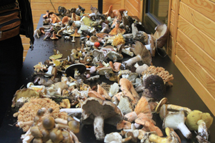 Cogumelos podem ajudar a combater doenças