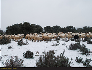 Exposição ilustra o frio
