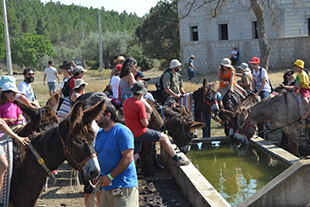 HAI CADA BEÇ MÁS BURROS