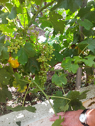 Agricultura afectada pelas temperaturas instáveis