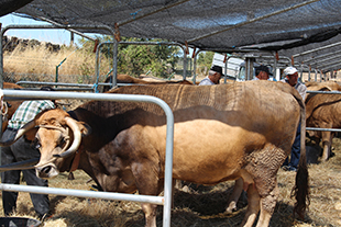 Mirandesa exporta 15 por cento da carne
