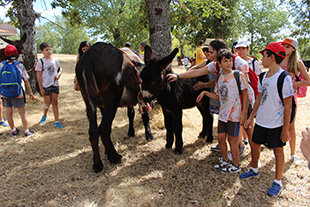 Burros mirandeses garantem qualidade