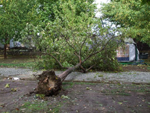 Chuva e vento fortes causam estragos