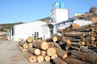 Serração de Vinhais transformada em empresa de castanha