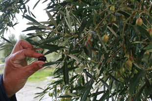 Colheita antecipada devido a mosca da azeitona
